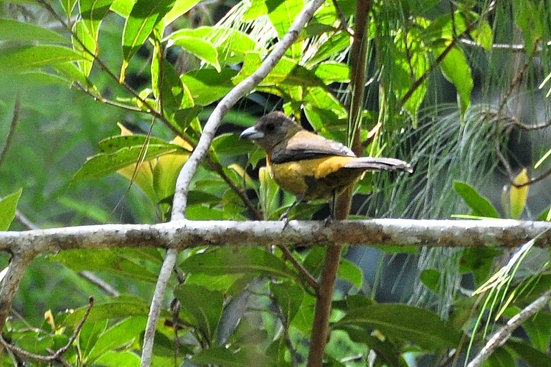 Costaricaanse tangare